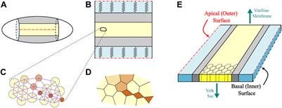 A Markov chain Monte Carlo model of mechanical-feedback-driven progressive apical constrictions captures the fluctuating collective cell dynamics in the Drosophila embryo
